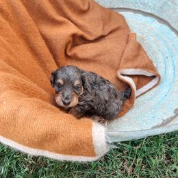 Boone - Blue merle male Aussiedoodle puppy in Tryon, North Carolina from Melrose Mountain Farm