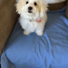 Maltipoo Puppies from Mary's Maltipoos
