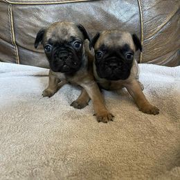 French Bulldog Puppies from Dayna Gwaltney