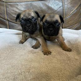 French Bulldog Puppies from Dayna Gwaltney