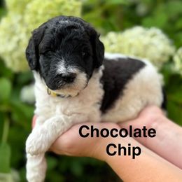 Girl 2 - Parti female Goldendoodle puppy in Newark, Ohio from Valleydayle Doodles and Wheatens