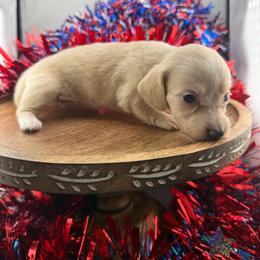 MWM4 cream or red - Cream male Dachshund puppy in Carthage, Texas from Rafter C Ranch Doxies