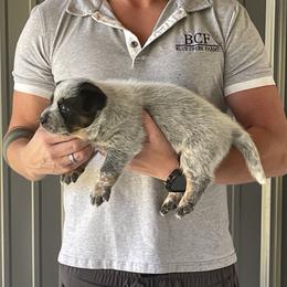Pearl - Male 2 - Blue male Australian Cattle Dog puppy in Jefferson, South Carolina from Blue Creek Farms
