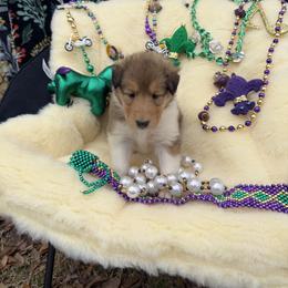 Praline - Sable and white female Collie puppy in Carencro, Louisiana from Cajun Bayou's Collies LLC