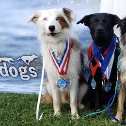 Border Collies, Labrador Retrievers, and Sporty Mixes from Memento Vivere Kennels