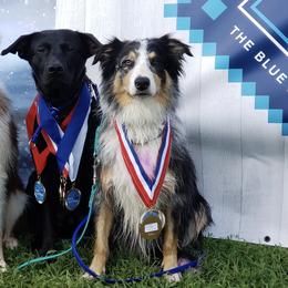 Border Collies, Labrador Retrievers, and Sporty Mixes from Memento Vivere Kennels
