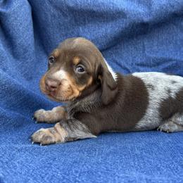 Female 1 - Chocolate and tan female Dachshund puppy in Bakersfield, California from Open Hourglass LLC