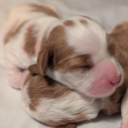Pink - Blenheim female Cavapoo puppy in Newport, North Carolina from Crystal Coast Cavapoodles