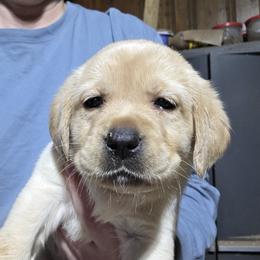 Male 4th Pick - Yellow male Labrador Retriever puppy in Andrews, South Carolina from Leyland Cypress Retrievers