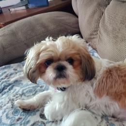 Shih Tzu Puppies from Furever Hometown Shih Tzu