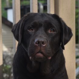 Ayla - Labrador Retriever