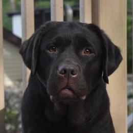 Ayla - Labrador Retriever