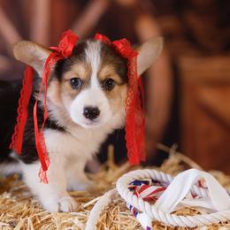 Pembroke Welsh Corgi Puppies from Big Sky Corgis