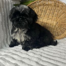 AKC Jazz - Black male Shih Tzu puppy in Elgin, South Carolina from Silver Bells Paw Prints