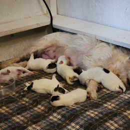 Parson Russell Terrier Puppies from Parhelion Parsons