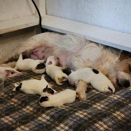 Parson Russell Terrier Puppies from Parhelion Parsons