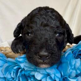 Bashful - Black and white male Aussiedoodle puppy in Denton, Maryland from Royal Conron Doodles