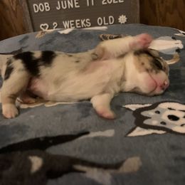 American Corgi Puppies from Mac-Kuz Kennels