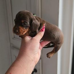 Chocolate and Tan Girl 2 - Chocolate and tan female Dachshund puppy in Austin, Colorado from Colorado Mini Dachshunds & Mini Pomskies