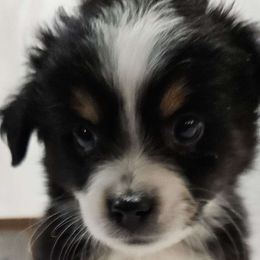 Honey - Black tri Miniature Australian Shepherd puppy in Olton, Texas from Rejino Mini & Toy Aussies