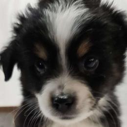 Honey - Black tri Miniature Australian Shepherd puppy in Olton, Texas from Rejino Mini & Toy Aussies