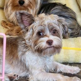 Cozmo - Chocolate male Morkie puppy in West Enfield, Maine from GRIFFEY'S SPA AND KENNEL
