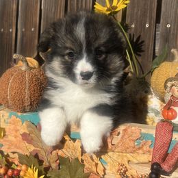 Kacy - Black and tan female American Corgi puppy in Los Lunas, New Mexico from Blue Diamond Welsh corgis