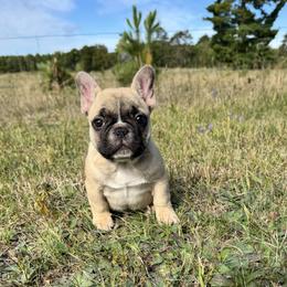 Boy 1 - Fawn male French Bulldog puppy in Nevis, Minnesota from Faithful Acres French Bulldogs