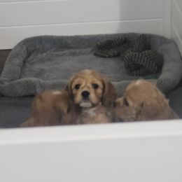 Cavapoo Puppies from Prince Pups