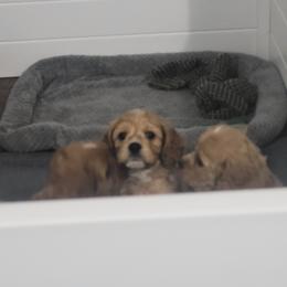 Cavapoo Puppies from Prince Pups