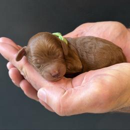 Green Boy (Name TBD) - Red  male Goldendoodle puppy in Gig Harbor, Washington from Nuttall's Goldendoodles