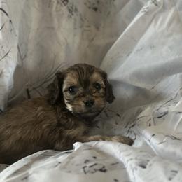 Bell - Sable female Goldendoodle puppy in Waynesboro, Virginia from Forest Creek Kennel