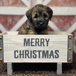Australian Labradoodle Puppies from Fancy Pants Labradoodles