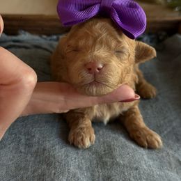 K Tiny Girl - Red  female Goldendoodle puppy in Lewisville, Texas from Texas Goldendoodle Lovers