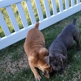 Boerboels from Boerboels Exact of the dmv