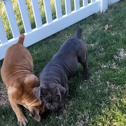 Boerboels from Boerboels Exact of the dmv