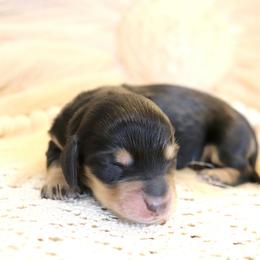 Sage - Black and tan female Dachshund puppy in Nolensville, Tennessee from Boothe’s Dachshunds