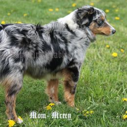 Mercy - Miniature Australian Shepherd