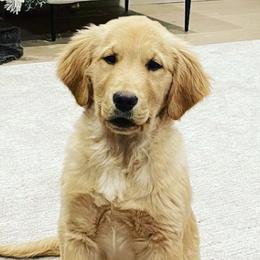 Golden Retrievers from Ivy’s Goldens