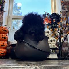 Midnight (3rd pick black male) - Black male German Shepherd puppy in Watervliet, Michigan from M&M Shepherd Farms