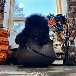 Midnight (3rd pick black male) - Black male German Shepherd puppy in Watervliet, Michigan from M&M Shepherd Farms