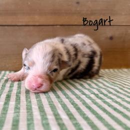 Bogart - Blue merle male Australian Shepherd puppy in Kearney, Nebraska from Helix Aussies