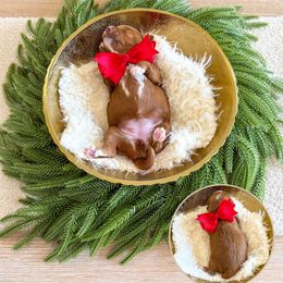 GINGER SPICE - SPICE GIRLS LITTER - Red  female Goldendoodle puppy in Bell Buckle, Tennessee from Precious Puptown Doodles
