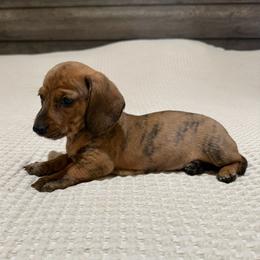 Red brindle boy 1 - Brindle male Dachshund puppy in Defuniak Springs, Florida from Anastasia Knight's Cocker Spaniels