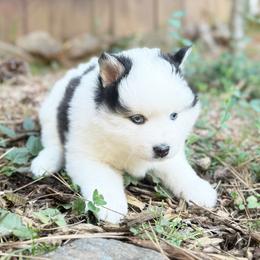 Rocky - Black and white male Pomsky puppy in Grass Valley, California from Karalot Pomskies