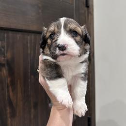 Red collar - Sable and white male American Corgi puppy in Flat Rock, Alabama from Fluffy Butt Acres
