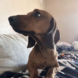 Leonard - Dachshund