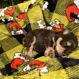 Miniature Schnauzer Puppies from PK Mini Schnauzers