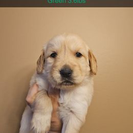 Girl 3 - Golden female Golden Retriever puppy in Hamilton, Mississippi from Keller's Retrievers