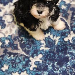 Tiny girl - Parti female Miniature Schnauzer puppy in Trinity, Alabama from C&E'S Schnauzers